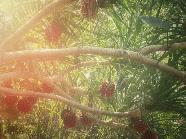 Palmfrucht — Stockfoto