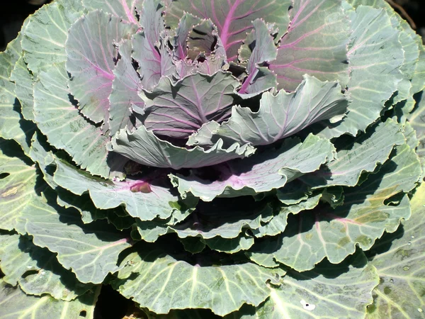 Decorative cabbage — Stock Photo, Image