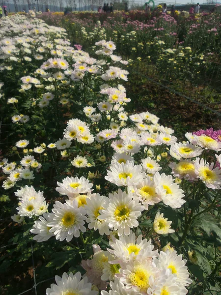 Chrysanthemum květiny — Stock fotografie