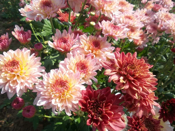 Růžový chrysanthemum květiny — Stock fotografie