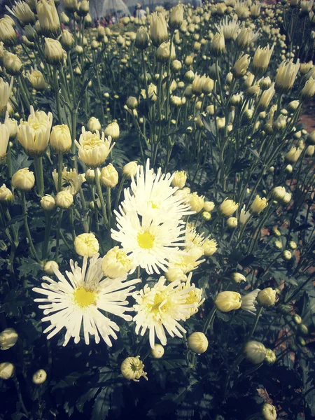 Bílé chrysanthemum květiny — Stock fotografie