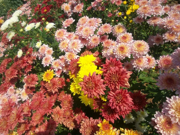 Pink chrysanthemum flowers — Stock Photo, Image