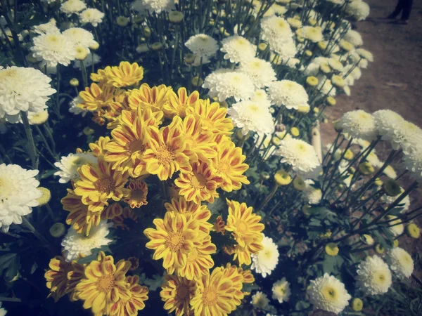 Fleurs de chrysanthème jaune — Photo