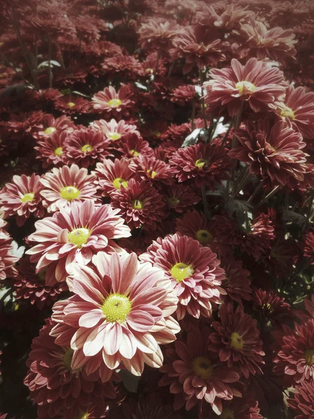 Červená chrysanthemum květiny — Stock fotografie