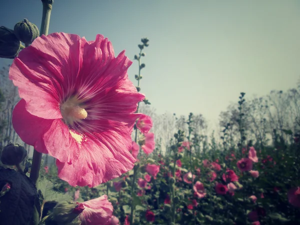 Hollyhock flowers — Stock Photo, Image