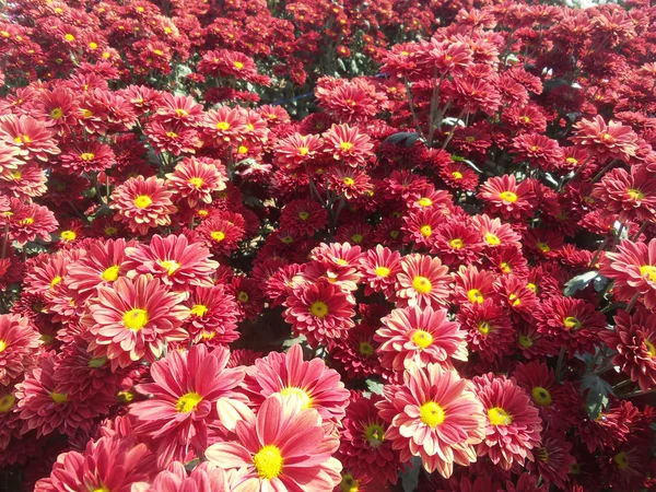 Red chrysanthemum flowers — Stock Photo, Image