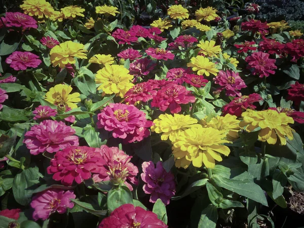 Fiori di margherita — Foto Stock