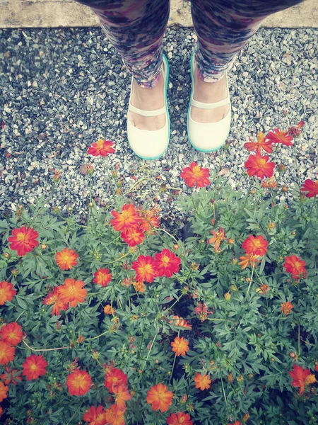 Daisy flowers with shoes — Stock Photo, Image