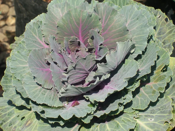 Decorative cabbage — Stock Photo, Image