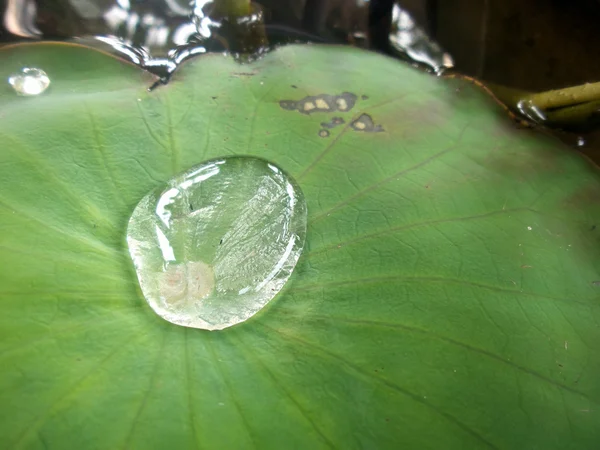 Wassertropfen auf Lotusblatt — Stockfoto