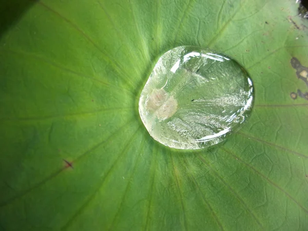 Wassertropfen auf Lotusblatt — Stockfoto