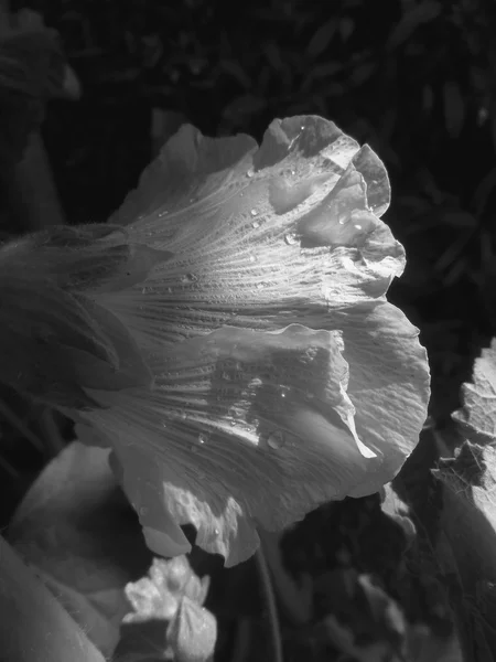 Datura — Stock Photo, Image