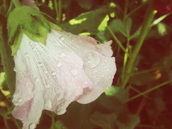 Datura rosa — Fotografia de Stock