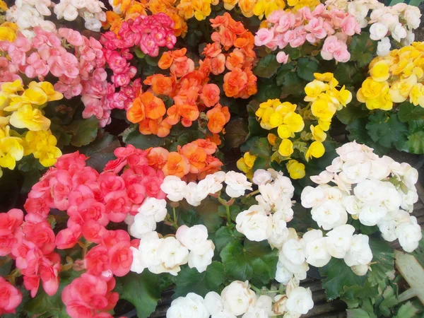 Fiori di Begonia . — Foto Stock