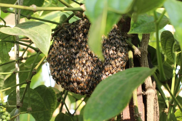 Wabe mit Bienen — Stockfoto