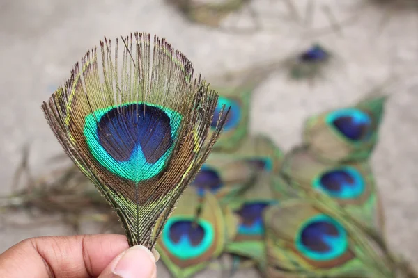 Peacock Peří — Stock fotografie