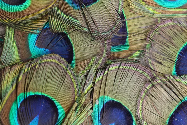 Peacock Peří — Stock fotografie