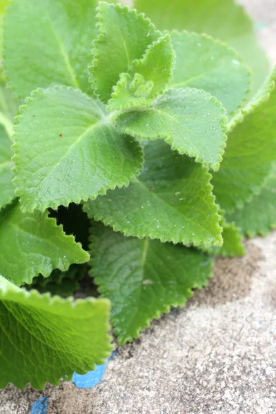 Orégano — Fotografia de Stock