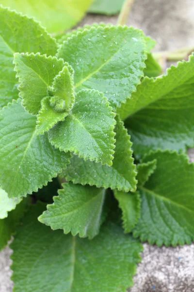 Oregano — Stockfoto