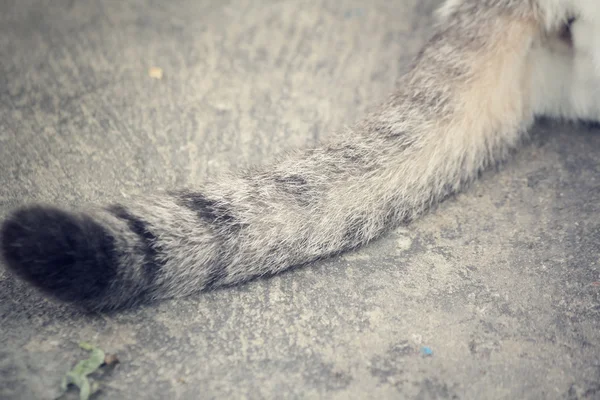 Schwanz einer Katze — Stockfoto