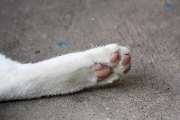 Cat feet — Stock Photo, Image