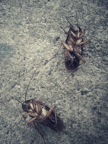 Cockroach — Stock Photo, Image