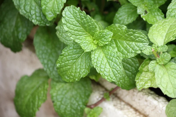 Hojas de menta de pimienta — Foto de Stock