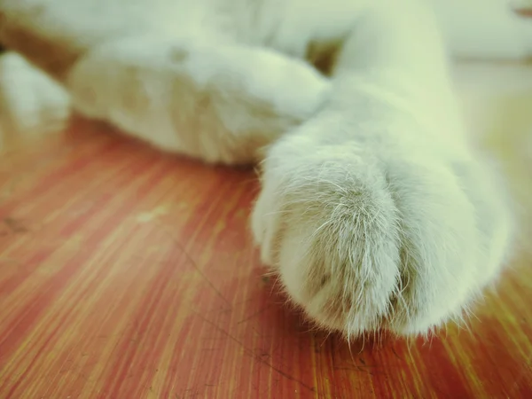 Piedi di gatto — Foto Stock