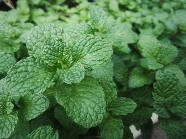 Hojas de menta de pimienta — Foto de Stock