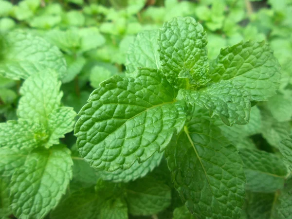 Hojas de menta de pimienta — Foto de Stock