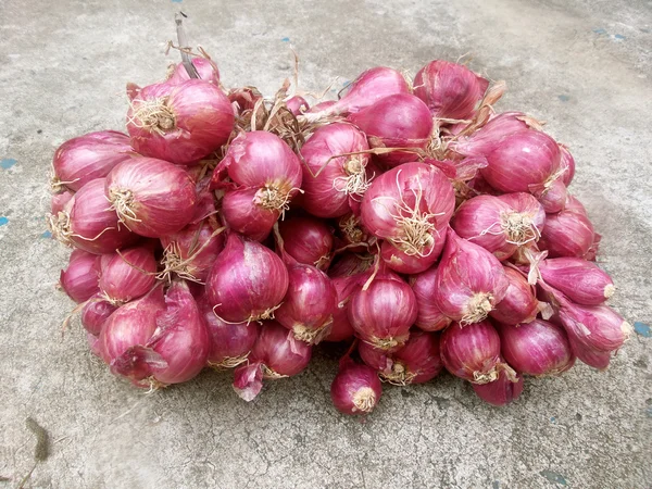 Chalota - cebolla roja de asia —  Fotos de Stock