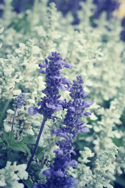 紫丹参鲜花 — 图库照片