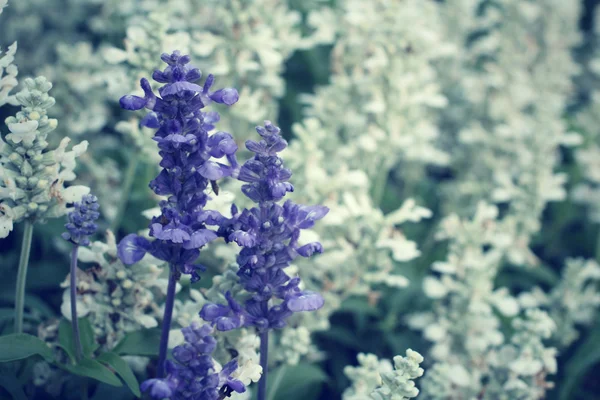 Lila salvia blommor — Stockfoto