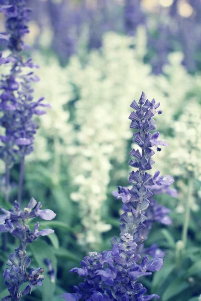 Paarse salvia bloemen — Stockfoto