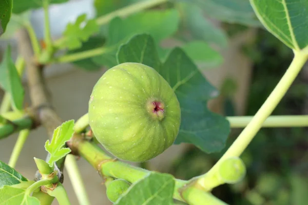 Vijgen opknoping op boom. — Stockfoto