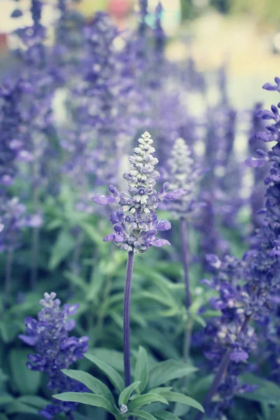 Lila salvia blommor — Stockfoto