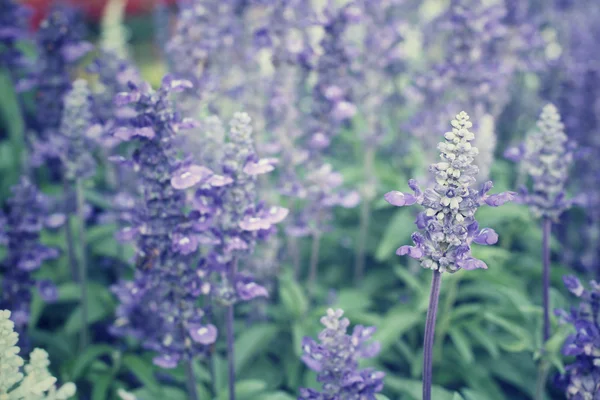 Paarse salvia bloemen — Stockfoto