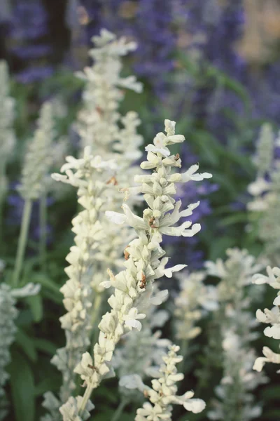 Bílá šalvěj květiny — Stock fotografie