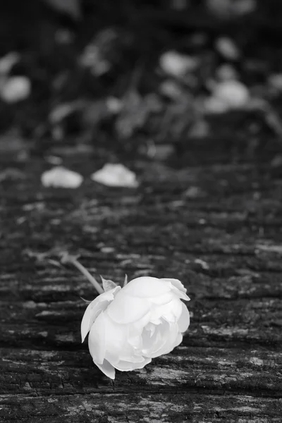 Bílá růže na dřevo — Stock fotografie