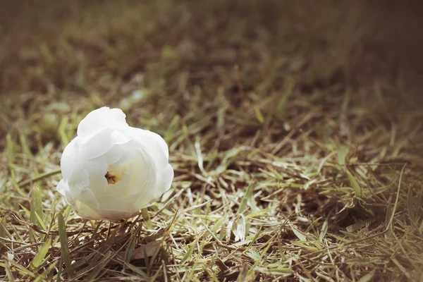 Bílá růže na trávě — Stock fotografie