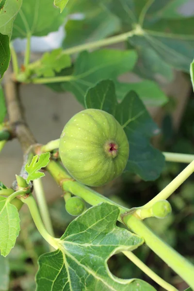 Figs hanging on tree. — Stock Photo, Image