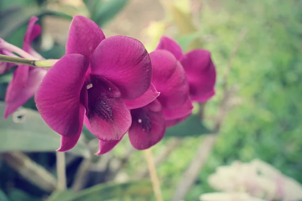 Flores de orquídea — Foto de Stock