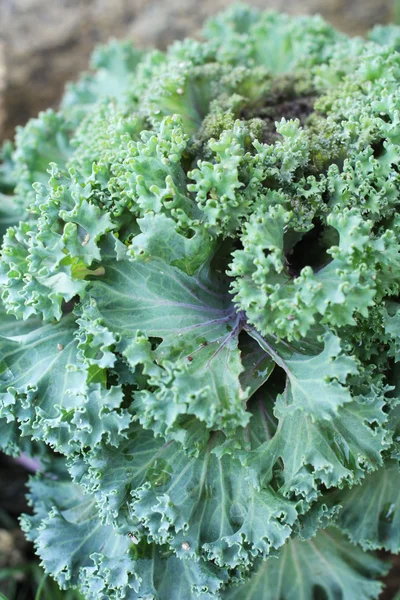 Decorative cabbage — Stock Photo, Image