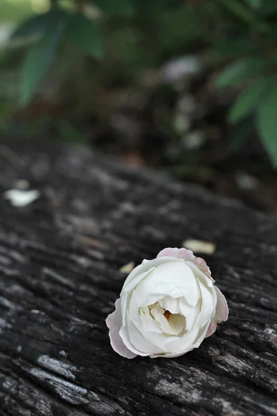 Rosa bianca su legno — Foto Stock