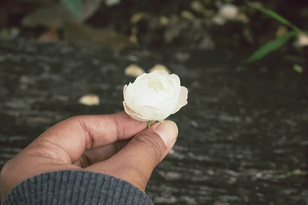 Ahşap üzerine beyaz gül — Stok fotoğraf