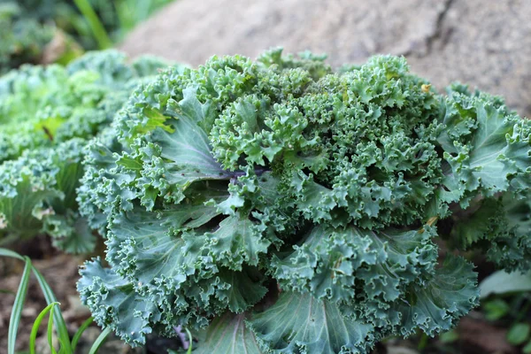 Decorative cabbage — Stock Photo, Image