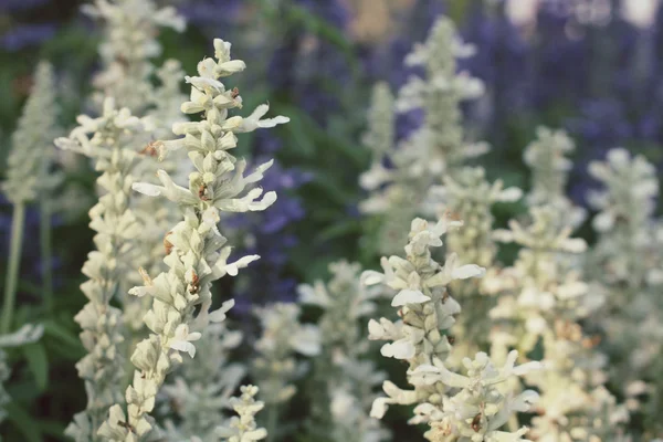 White salvia flowers — Stock Photo, Image