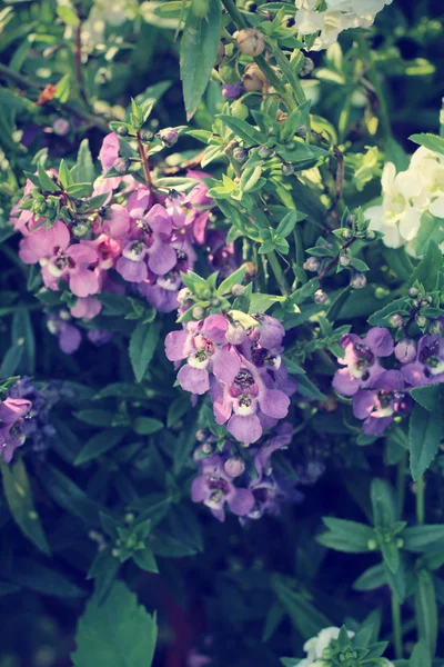 Purple salvia flowers — Stock Photo, Image