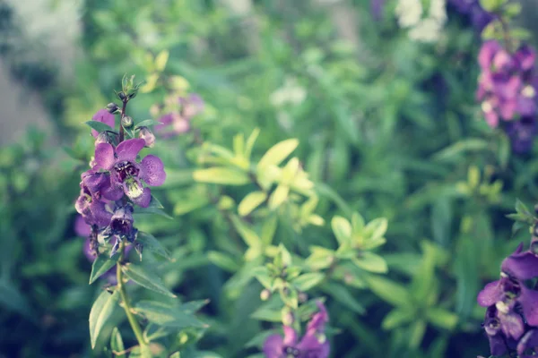 Fleurs de salvia pourpre — Photo