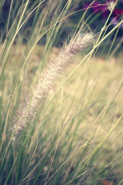 Vintage Lentebloemen — Stockfoto